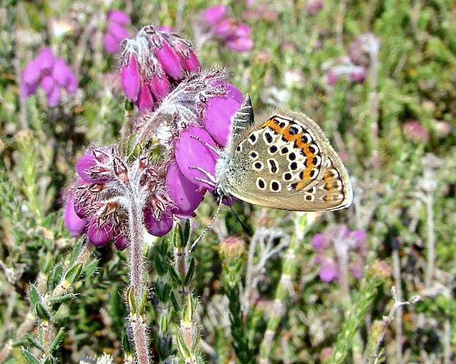 silver-studded blue